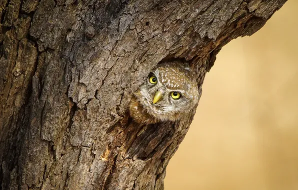 Forest, trees, owl, bird