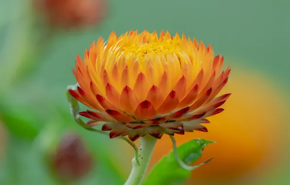 Flower, background, petals, Fleur Walton