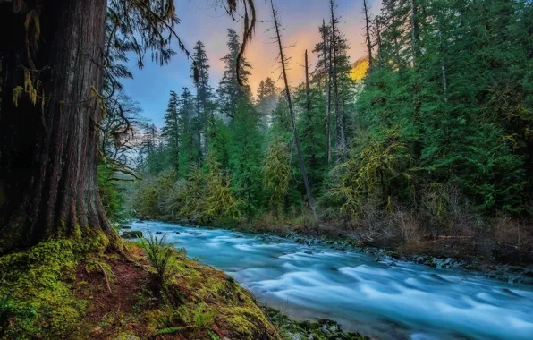 Forest, nature, river, for, USA, Skykomish, Skykomish, Kevin Russell