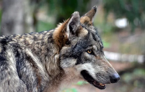 Nature, snow, predator, face, animal, wolf, wildlife, portrait