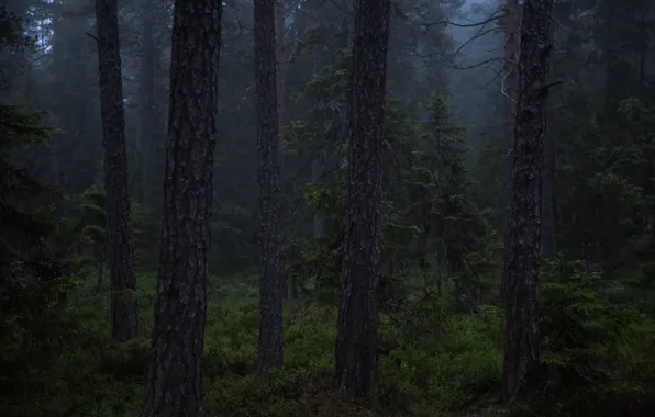 Picture forest, summer, trees, nature, Sweden, twilight, Sweden