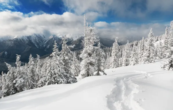 Picture winter, snow, landscape, nature, ate
