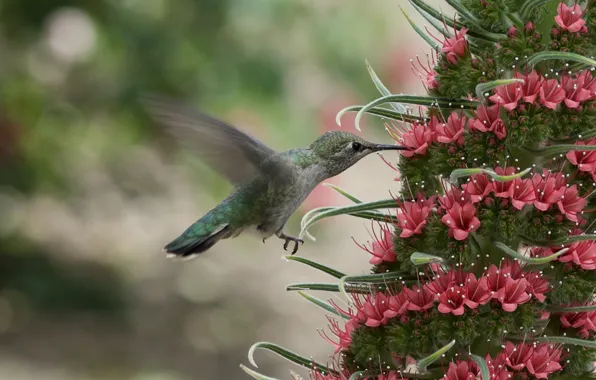 Picture flower, nectar, Hummingbird, bird, bokeh