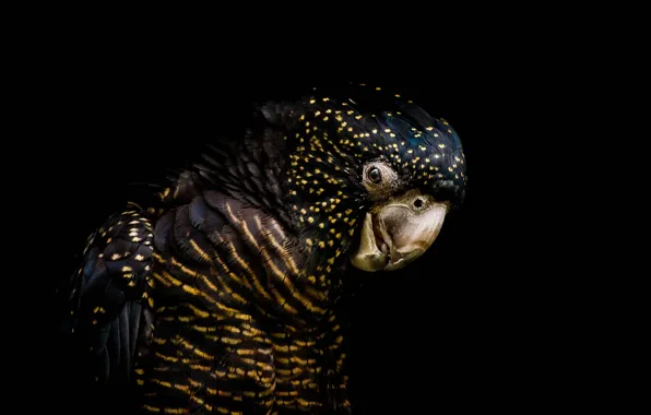 Picture bird, parrot, black background, the dark background, Funeral cockatoo banks, Red-tailed black cockatoo