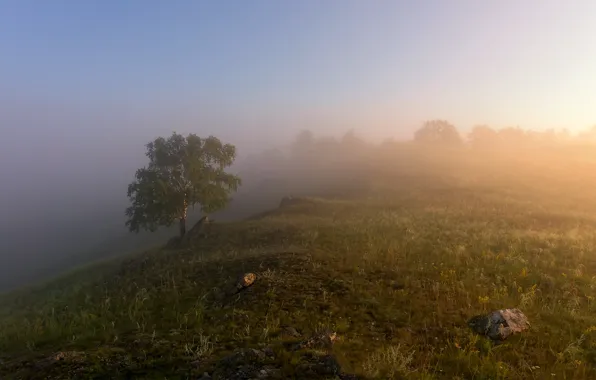 Field, summer, grass, light, landscape, nature, fog, stones