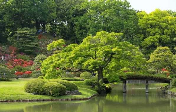 Trees, garden, Tokyo