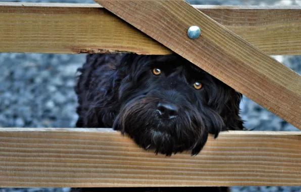 Picture look, face, the fence, dog, dog