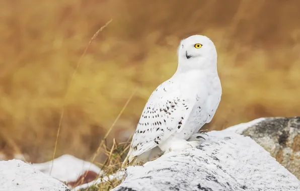 Look, nature, pose, owl, bird, snowy owl