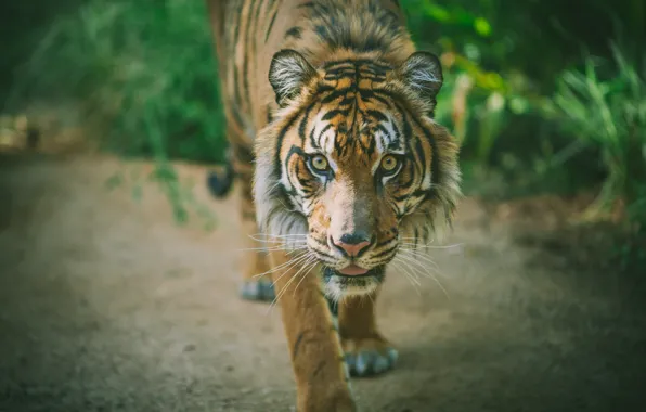 Tiger, animal, predator