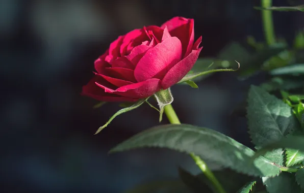 Leaves, flowers, red, the dark background, roses, stem, buds, scarlet
