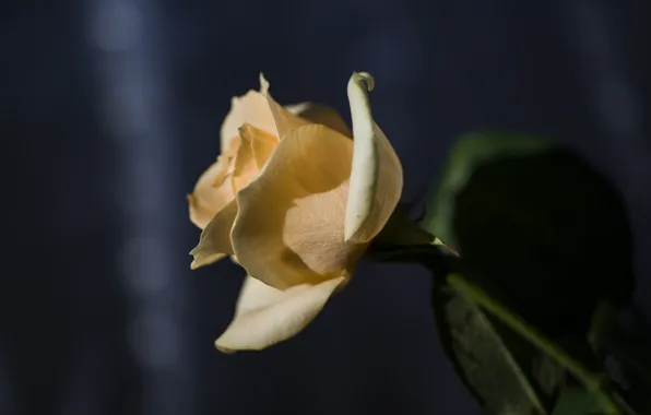 Macro, flowers, background, rose