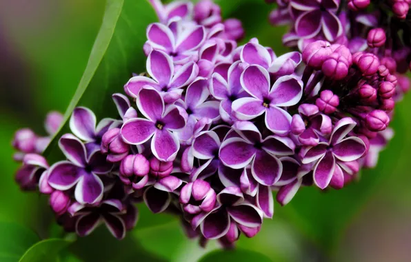 Picture macro, flowers, branches, background, bright, spring, flowering, lilac