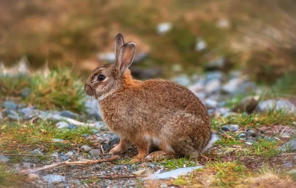 Picture nature, animal, hare