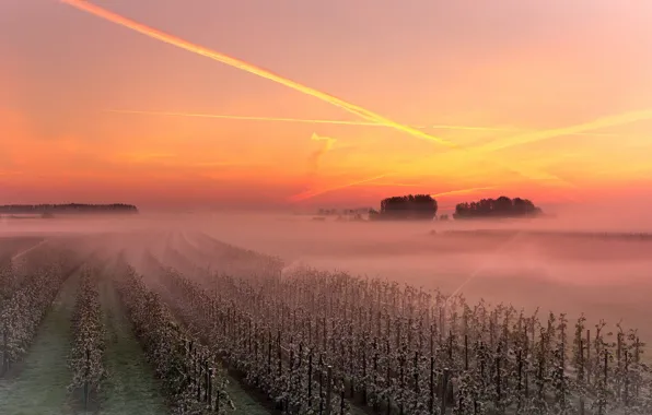 Picture sunset, fog, vineyard