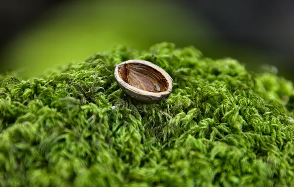 Grass, walnut, shell