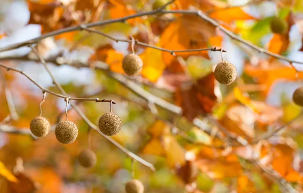Picture autumn, nature, sycamore