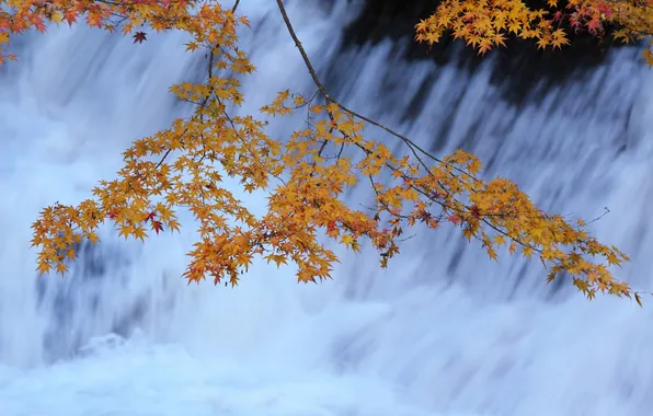 Autumn, leaves, river, stream, branch