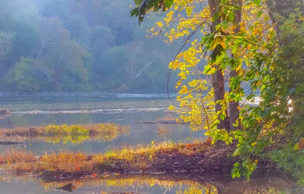 Picture trees, fog, river, slope