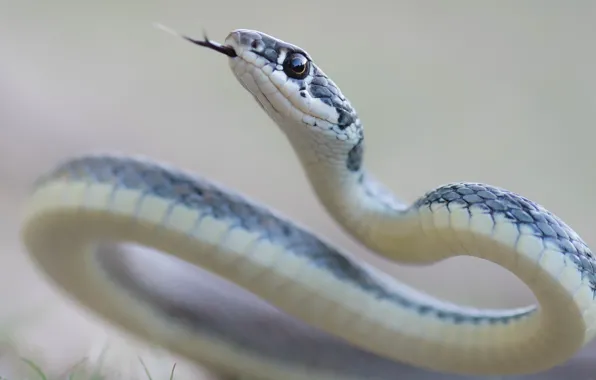 Nature, background, snake, Dahl's Whip Snake