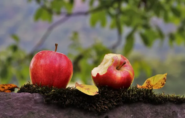 Apple, pair, Two