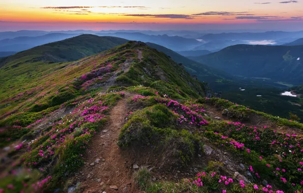 Flowers, hills, the evening