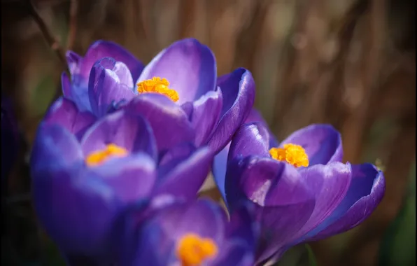 Picture purple, macro, orange, lilac, petals, Crocuses
