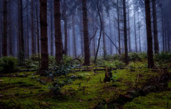 Forest, trees, nature, fog