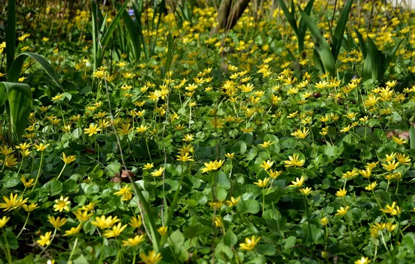 Picture Field, Grass, Spring, Nature, Grass, Spring, Flowering, Field