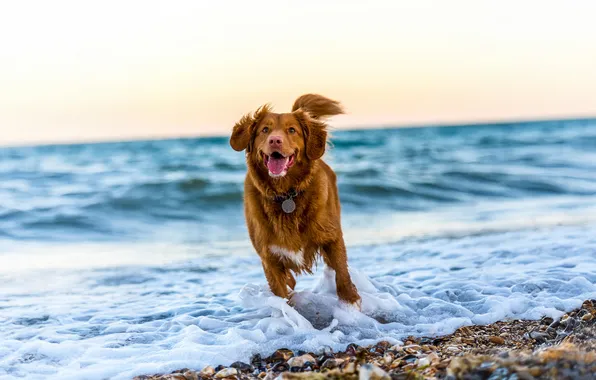Picture duck, retriever, tolling, nova scotia