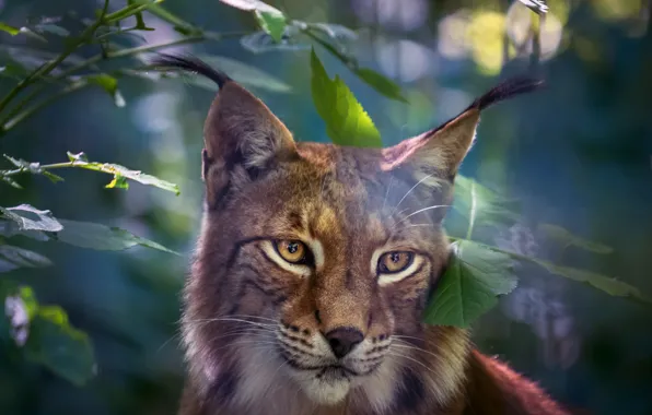 Look, face, leaves, portrait, lynx