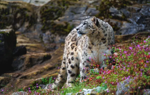 Picture look, flowers, nature, pose, stones, profile, IRBIS, snow leopard
