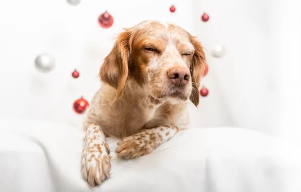 Picture home, dog, comfort