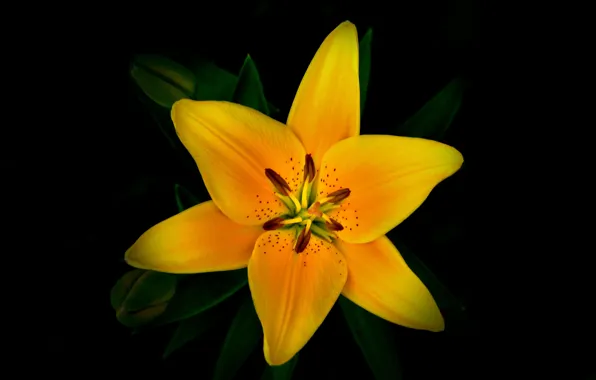 Picture flower, background, Lily, petals