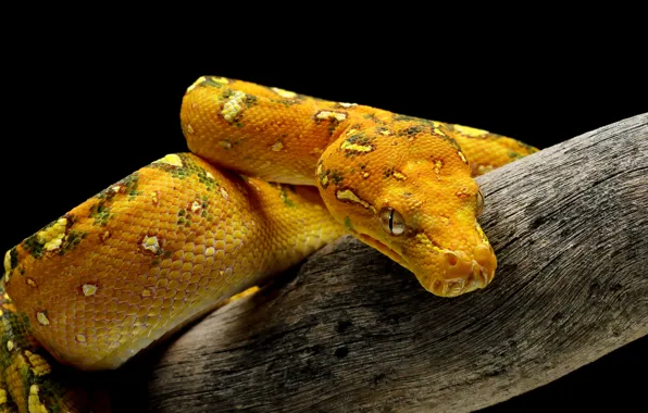 Look, snake, Python, log, black background, yellow