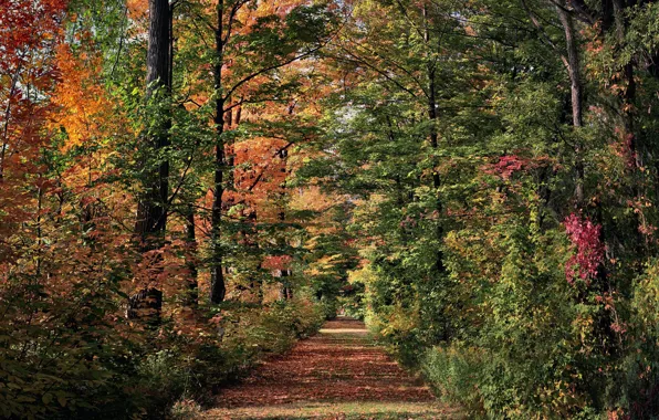 Picture autumn, trees, alley