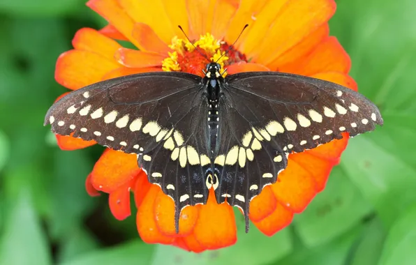 Flower, macro, butterfly, Papilio Polyxenes