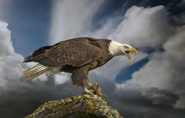 Bird, predator, bitches, bald eagle