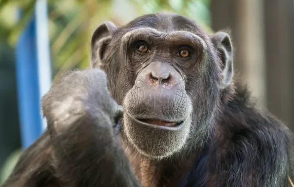 Look, monkey, Chimpanzee