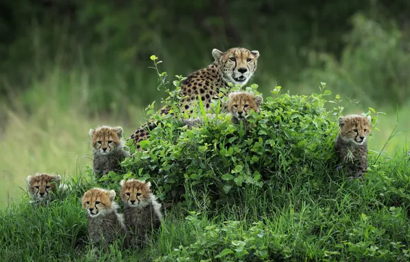 Greens, summer, grass, look, nature, kittens, Cheetah, kids