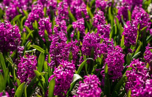 Flowers, flowering, bushes, Hyacinths