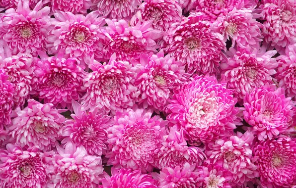 Picture texture, buds, chrysanthemum