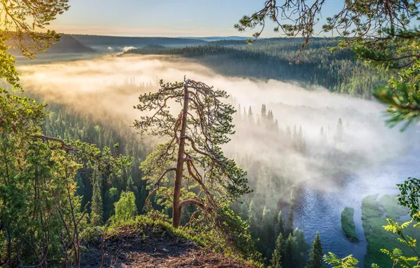 Forest, trees, fog, river, dawn, morning, Finland, Finland