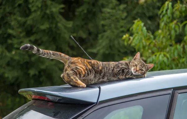 Picture machine, auto, cat, cat, the situation, tail, trip, on the roof
