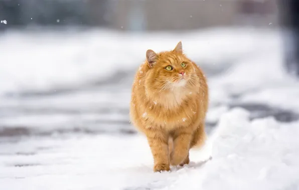 Picture winter, cat, snow, red, walk