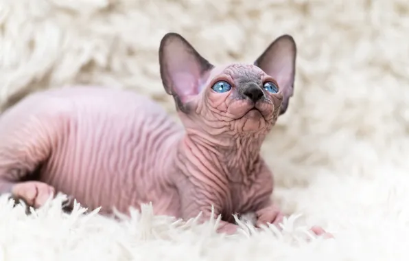 Cat, look, kitty, lies, fur, blue eyes, face, Sphinx