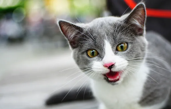 Cat, look, kitty, grey, background, portrait, muzzle, kitty