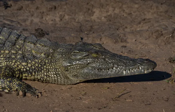 Sand, nature, crocodile