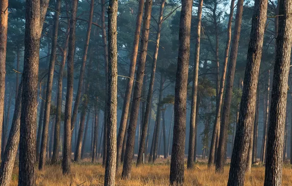 Forest, trees, trunk, pine, pine forest