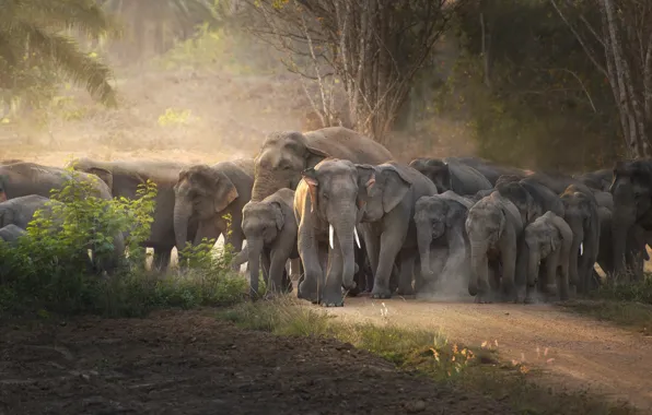 Road, light, trees, elephant, dust, elephants, family, the herd