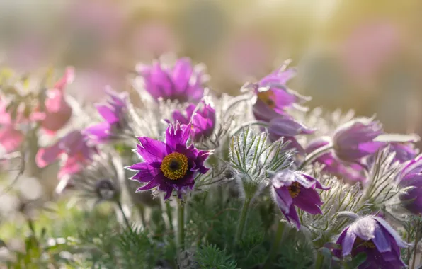 Picture spring, Sleep-grass, Cross